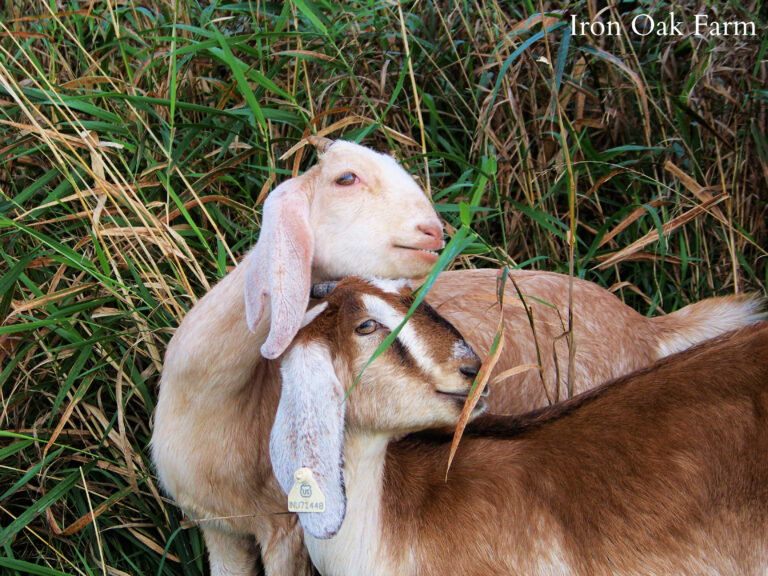 Heat, Estrus, and Gestation in Goats