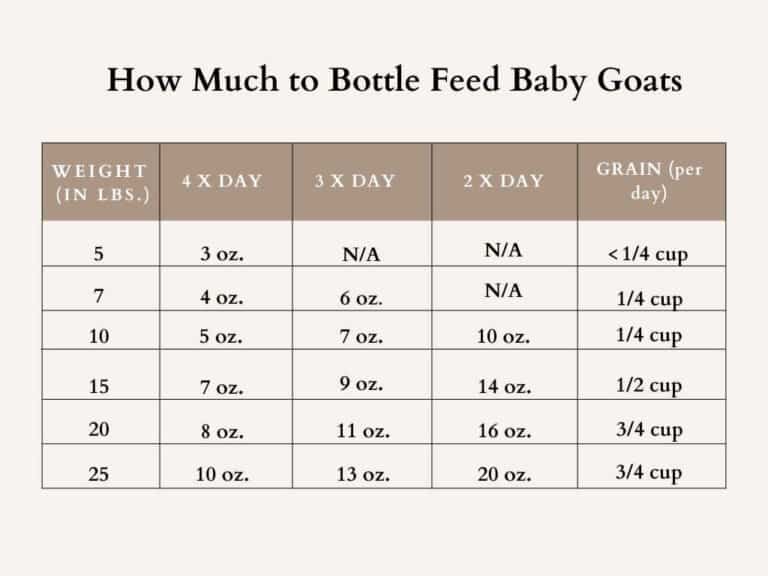 Guide To Bottle Feeding Goat Kids guide-to-bottle-feeding-goat-kids