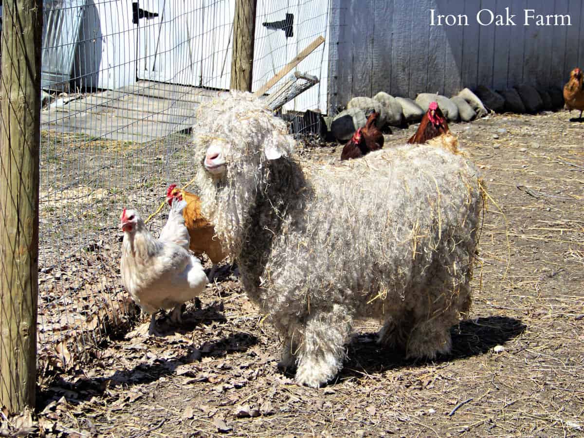 Raising Angora Goats