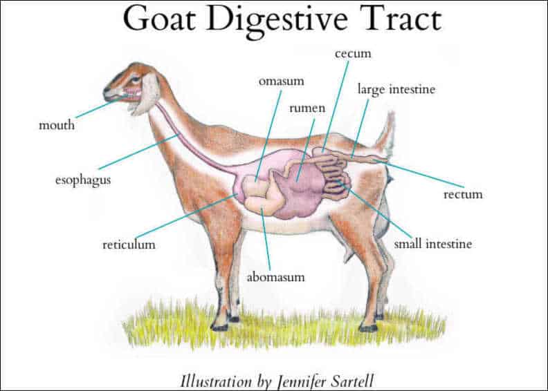 The Goat Digestive Tract