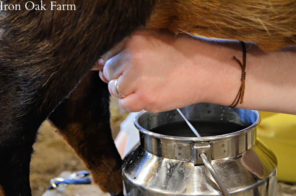 Milking a goat