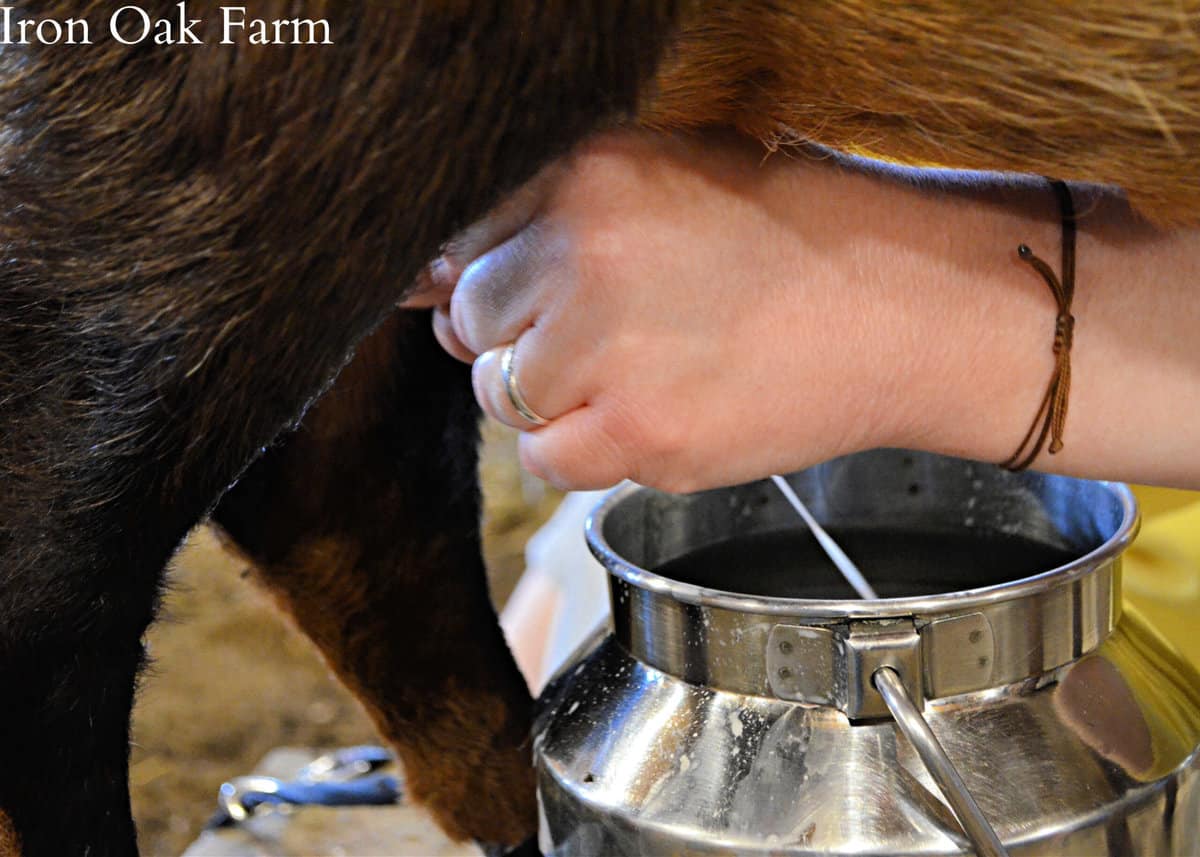 13 Tips for the Best Tasting Goat Milk