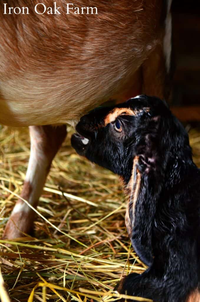 nursing goat kid