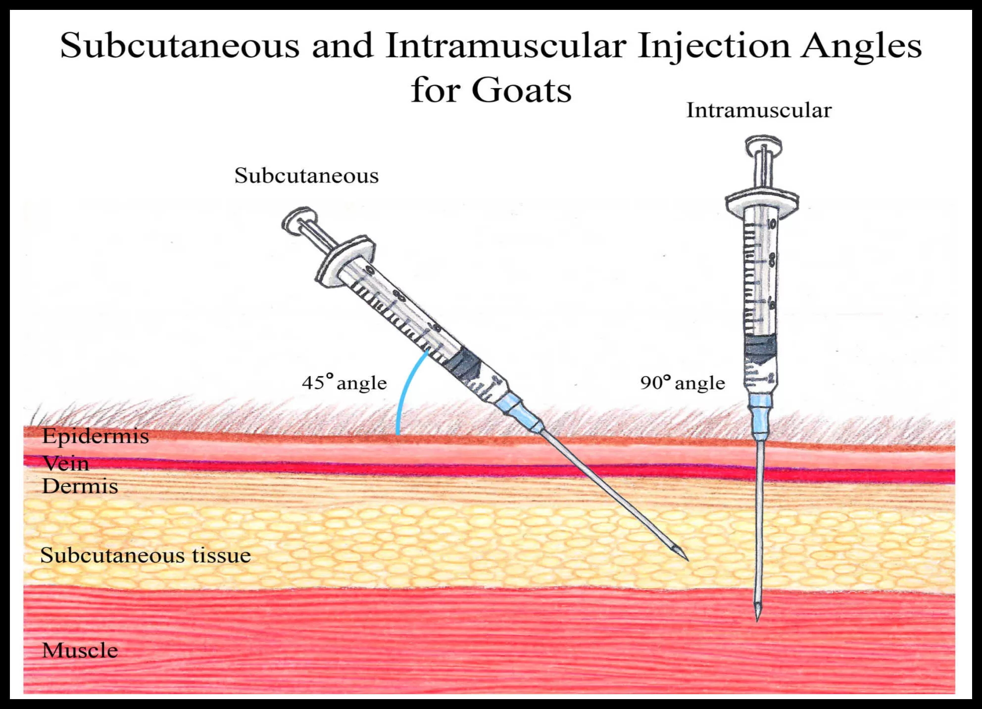How To Give A Goat An Injection