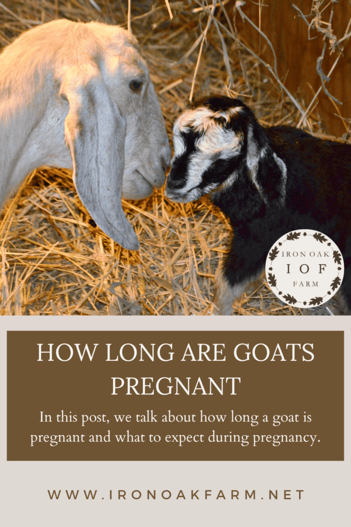 How Long Are Goats Pregnant PIN