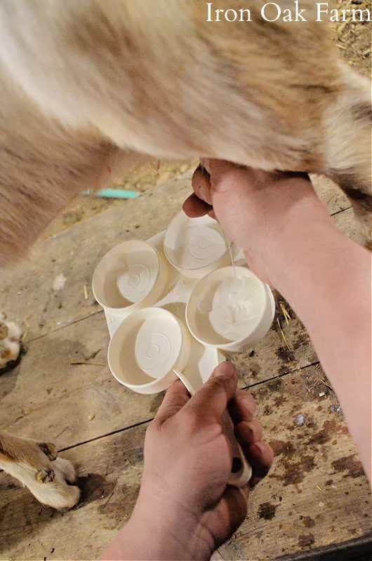 How to Use the California Mastitis Test with Goats