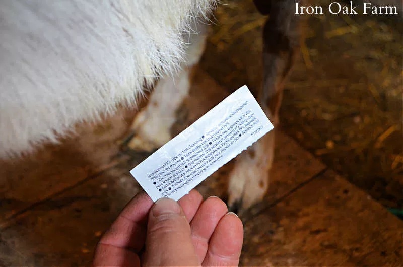 How to use ToDay to treat mastitis in goats