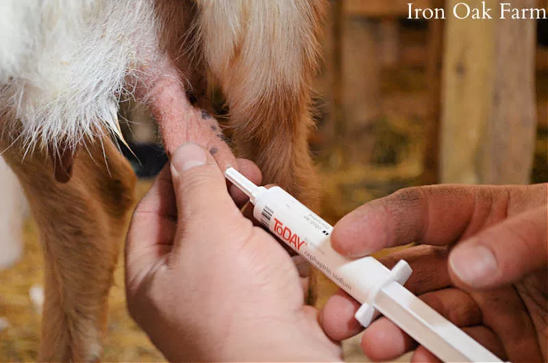 Administering ToDay Inter-mammary Antibiotic