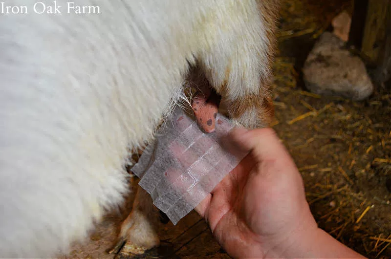 Disinfecting the teat