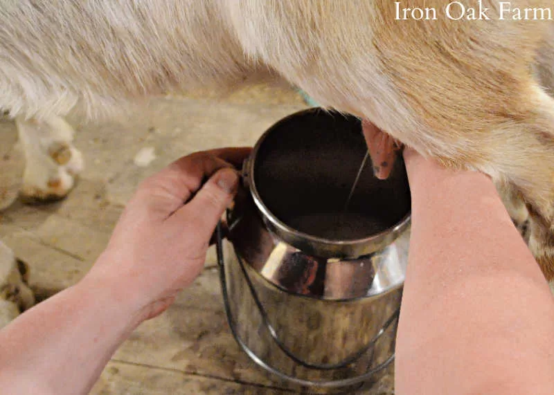 Milking a dairy goat