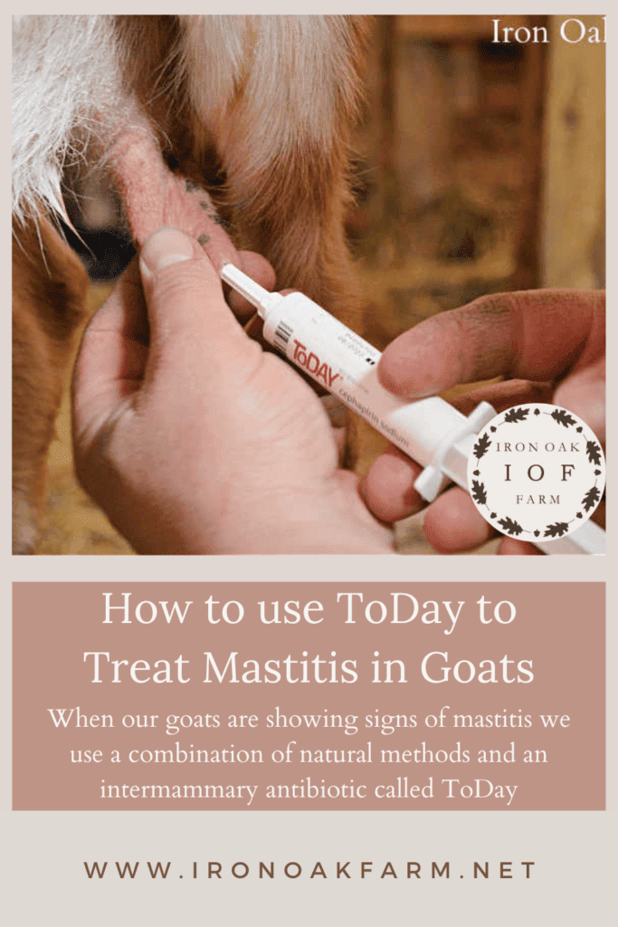 How to use ToDay to treat mastitis in goats
