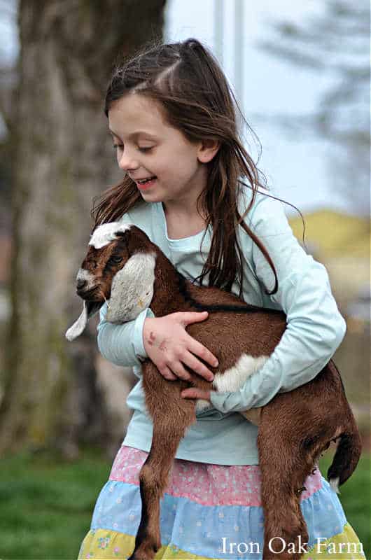 How to raise friendly goats