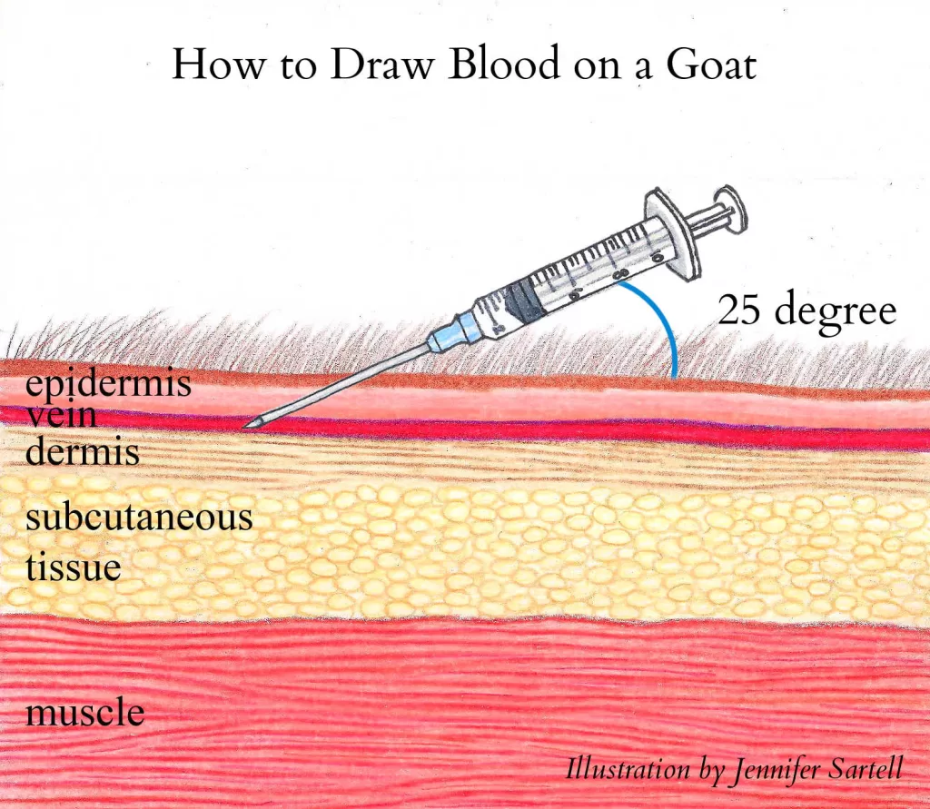 How to draw blood from a goat