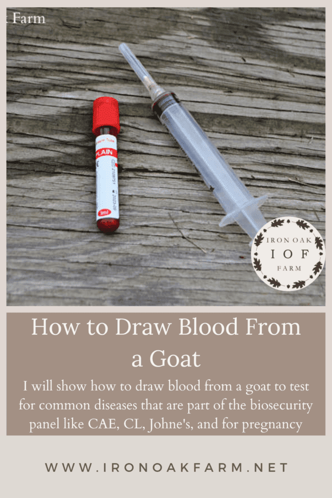 How to draw blood from a goat