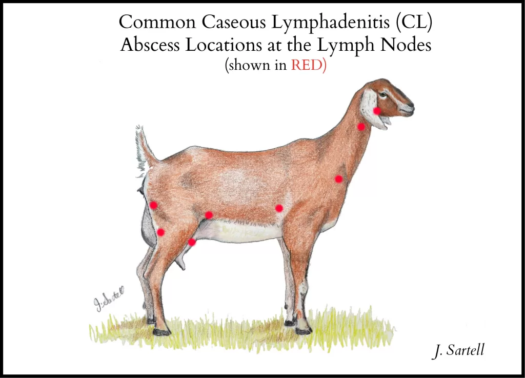 Prevent Caseous Lymphadenitis CL in goats