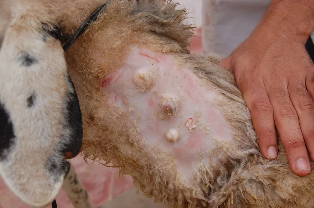 Prevent Caseous Lymphadenitis CL in Goats