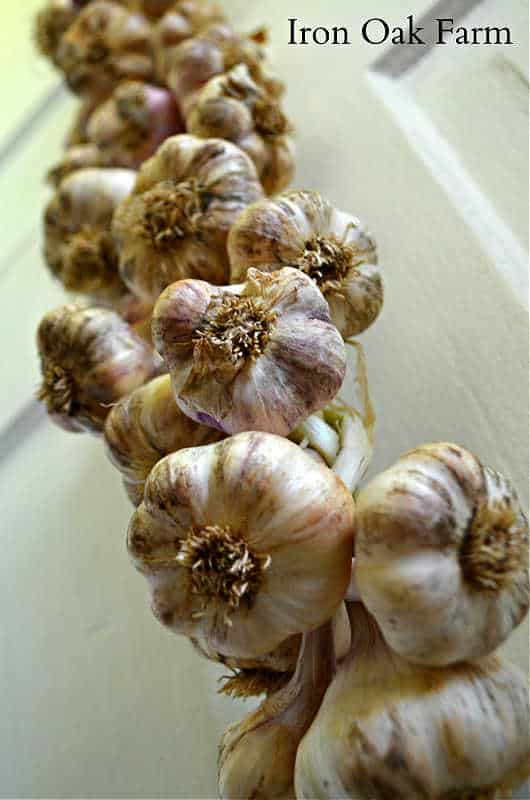 braided garlic