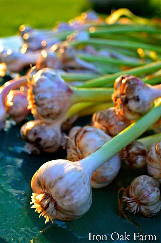 Fermented garlic and honey