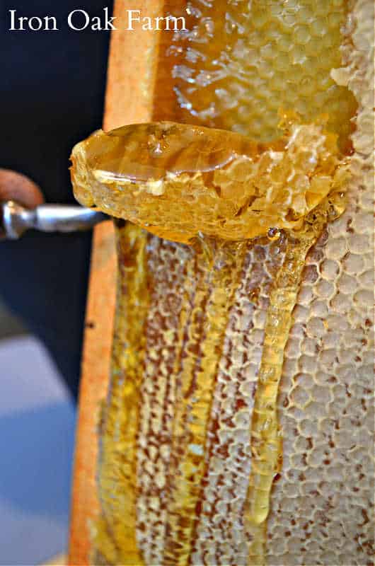 raw honey on the comb
